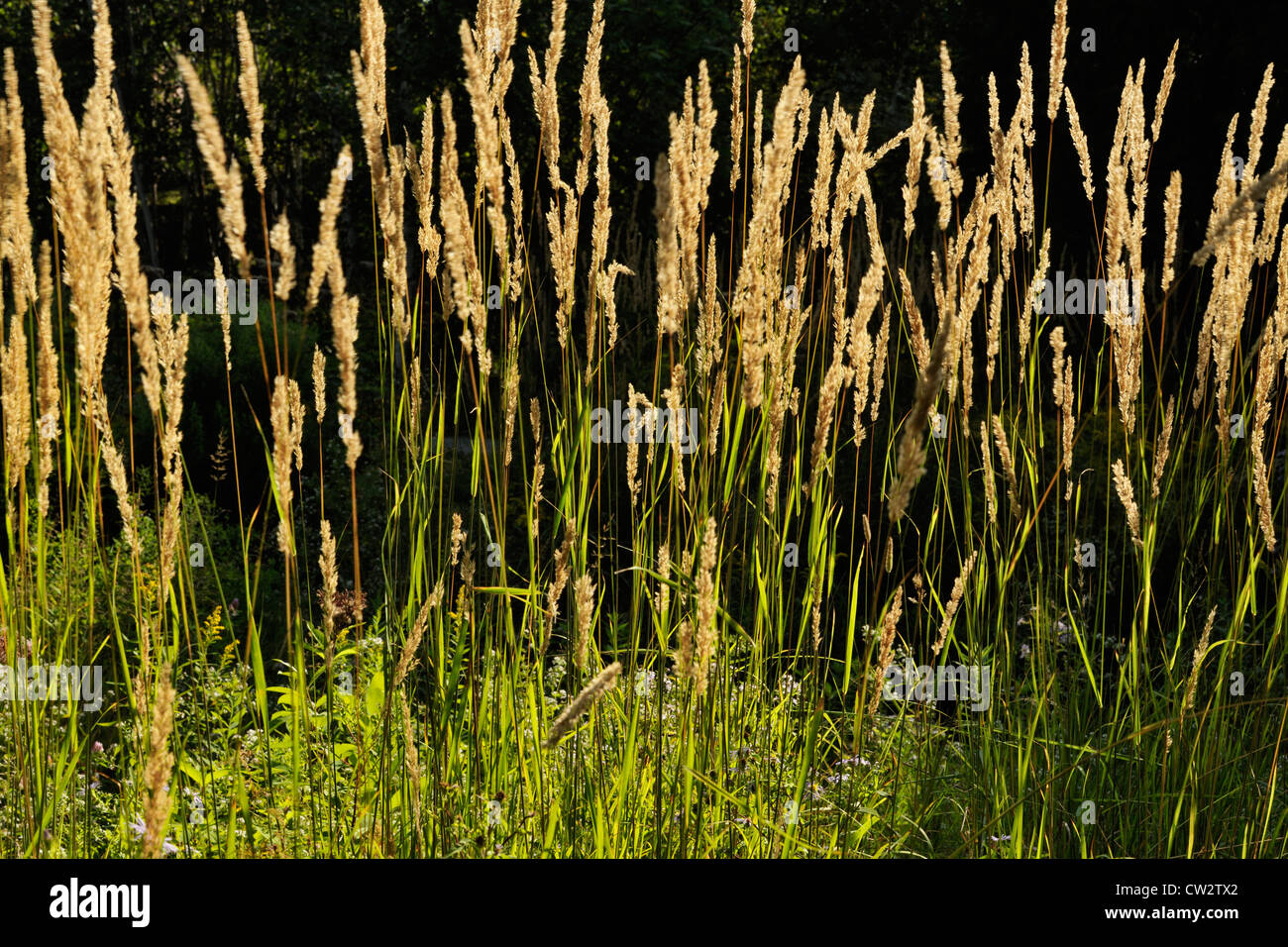 Le Roseau de plumes ornementales (Calamagrostis acutiflora) var Karl Foerster's., Grand Sudbury, Ontario, Canada Banque D'Images