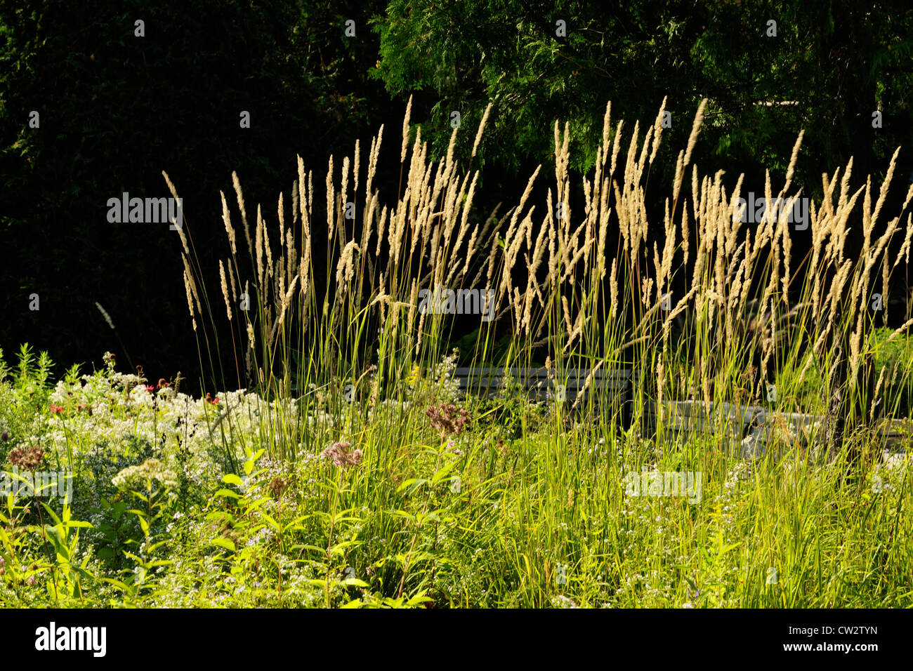 Le Roseau de plumes ornementales (Calamagrostis acutiflora) var Karl Foerster's., Grand Sudbury, Ontario, Canada Banque D'Images