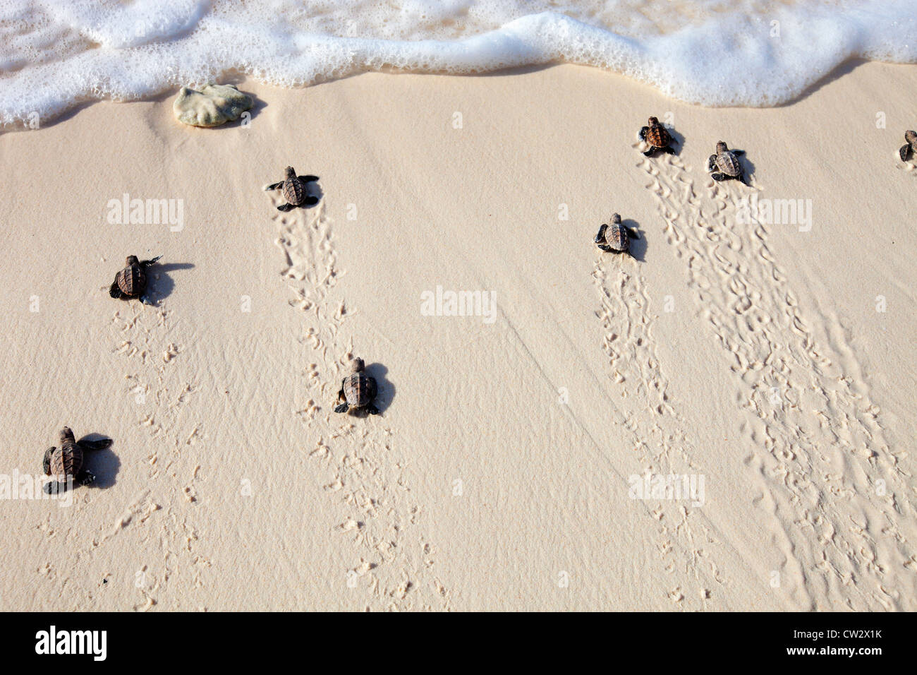 La tortue imbriquée (Eretmochelys imbricata) les nouveau-nés la position dans l'océan. Espèces menacées.Seychelles Banque D'Images La tortue imbriquée (Eretmochelys imbricata) les nouveau-nés la position dans l'océan. Espèces menacées.Seychelles Banque D'Images