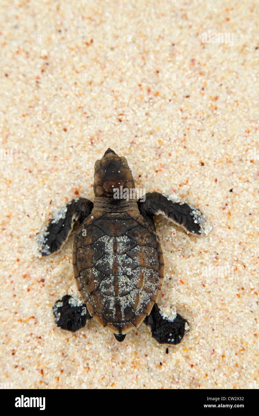 La tortue imbriquée (Eretmochelys imbricata). Espèces menacées.Seychelles Banque D'Images