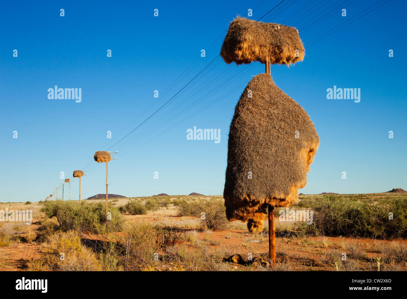 Sociable Weaver nest (Philetairus socius)faite sur un poteau téléphonique.La Namibie Banque D'Images