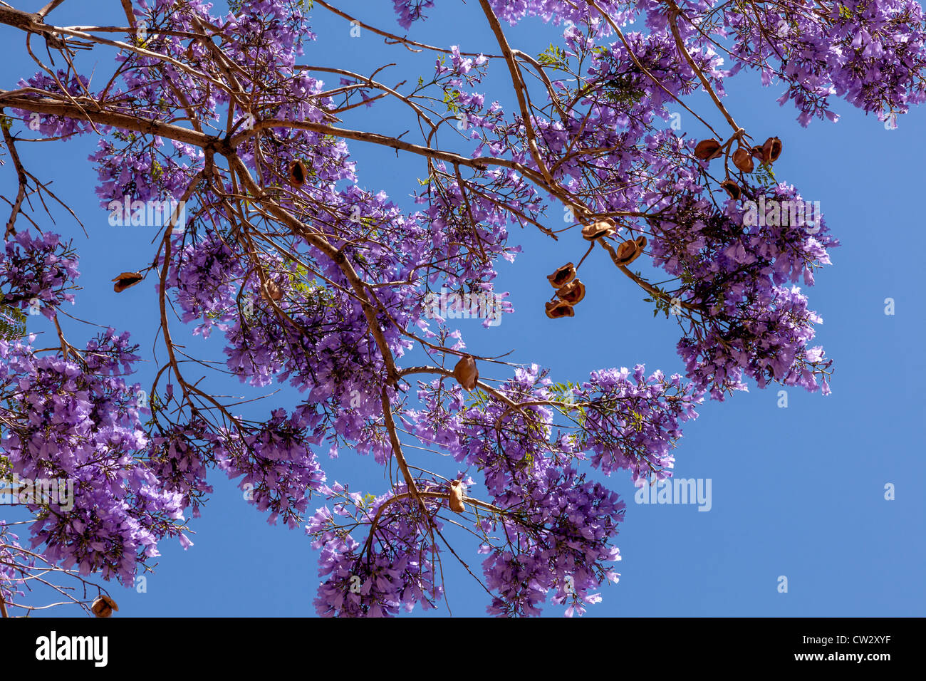 Jacaranda blossom contre beau ciel bleu Banque D'Images