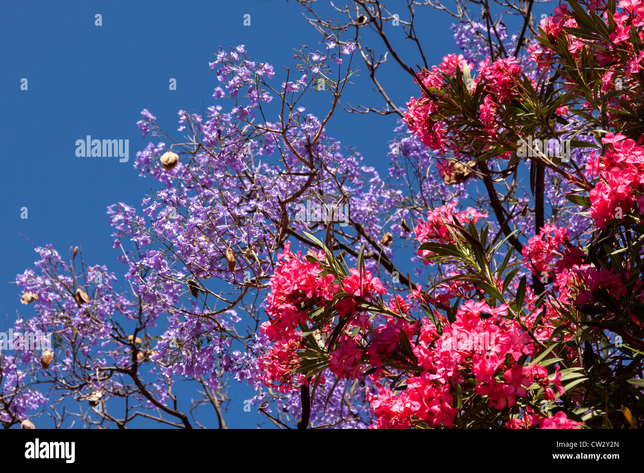 Jacaranda blossom contre beau ciel bleu Banque D'Images
