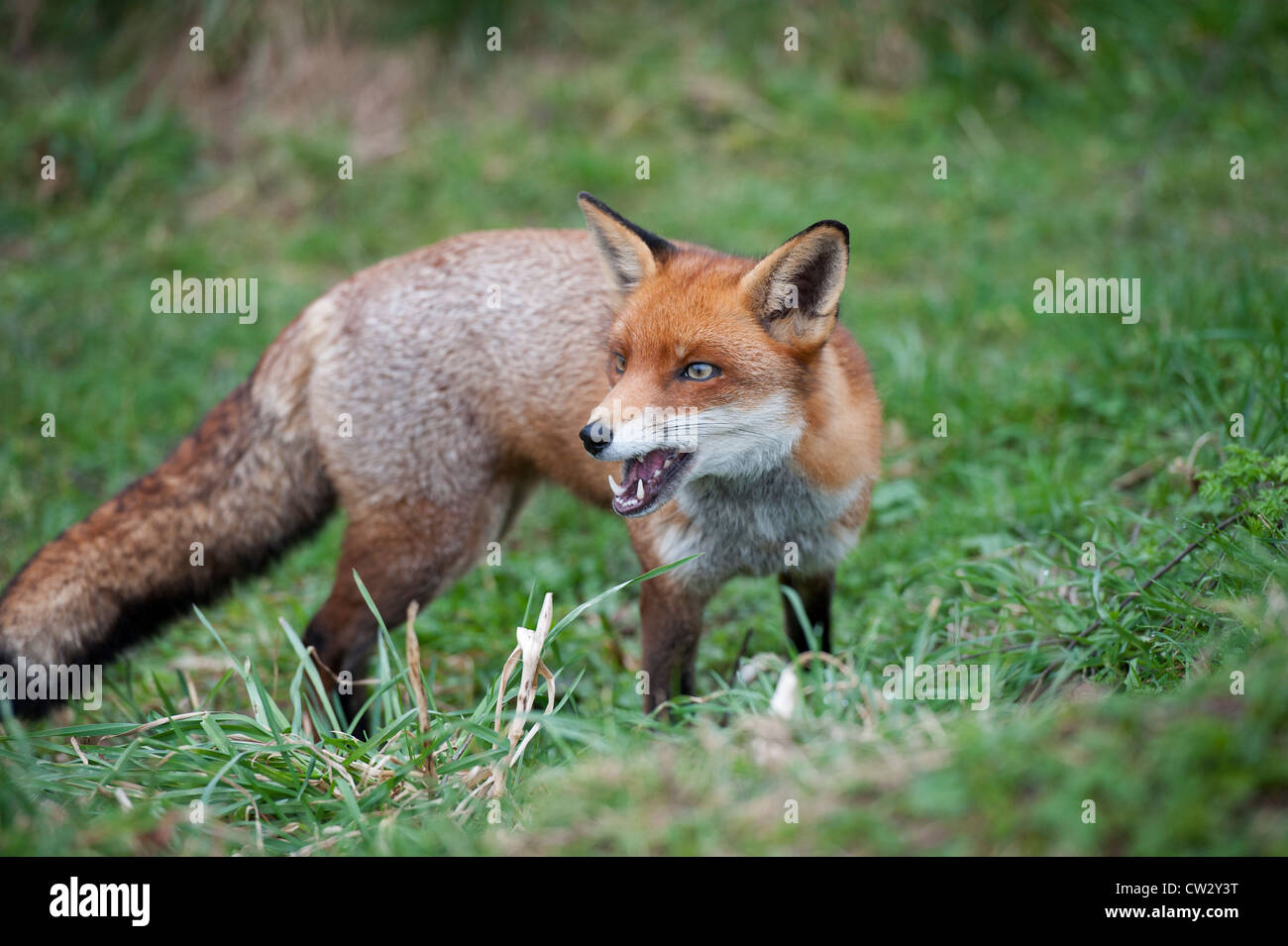 La faune britannique Red Fox Banque D'Images