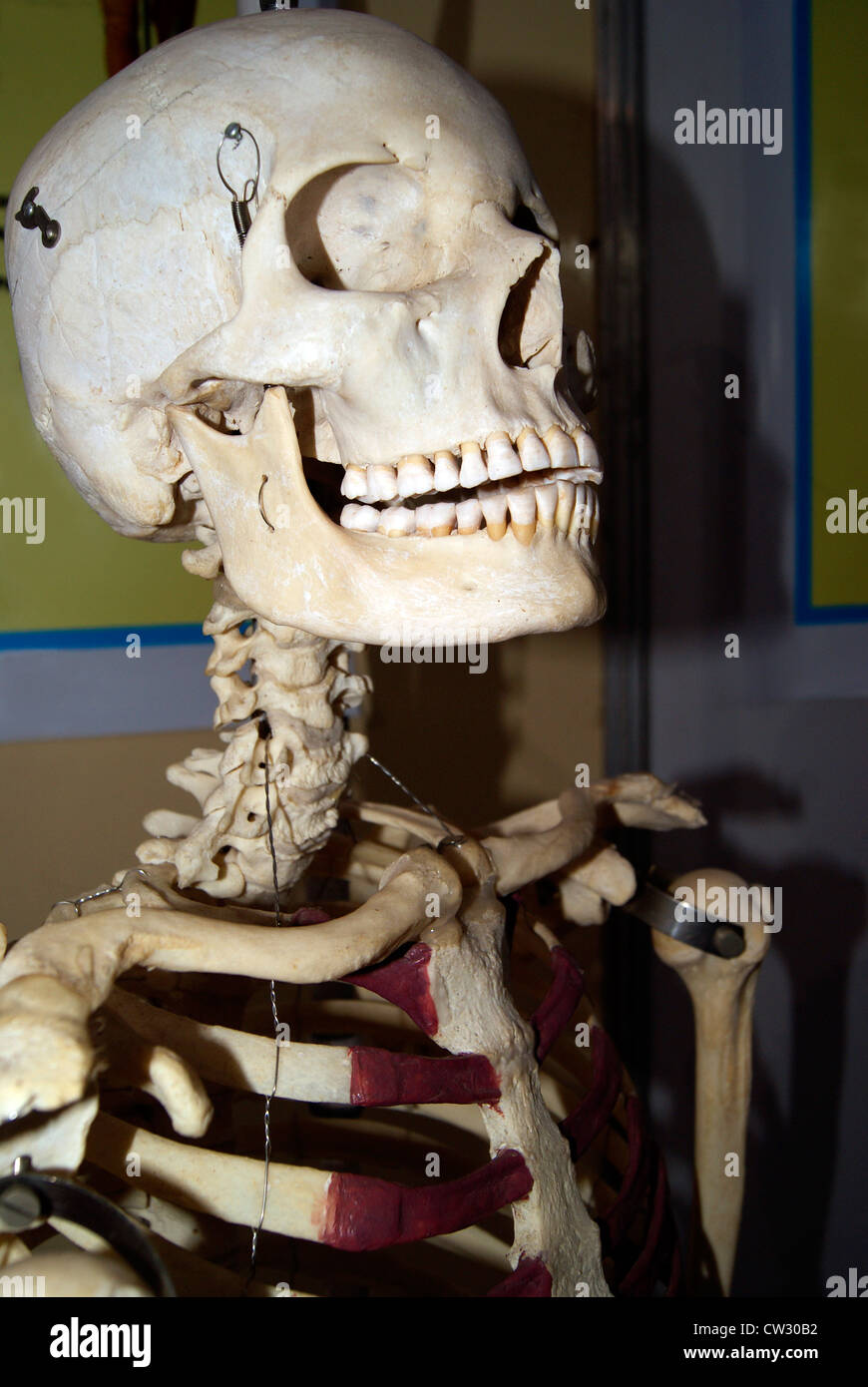 Rire Squelette Humain Libre Vue Latérale Du Crâne Visage Montrant Les Dents  Plein Photo Stock - Alamy