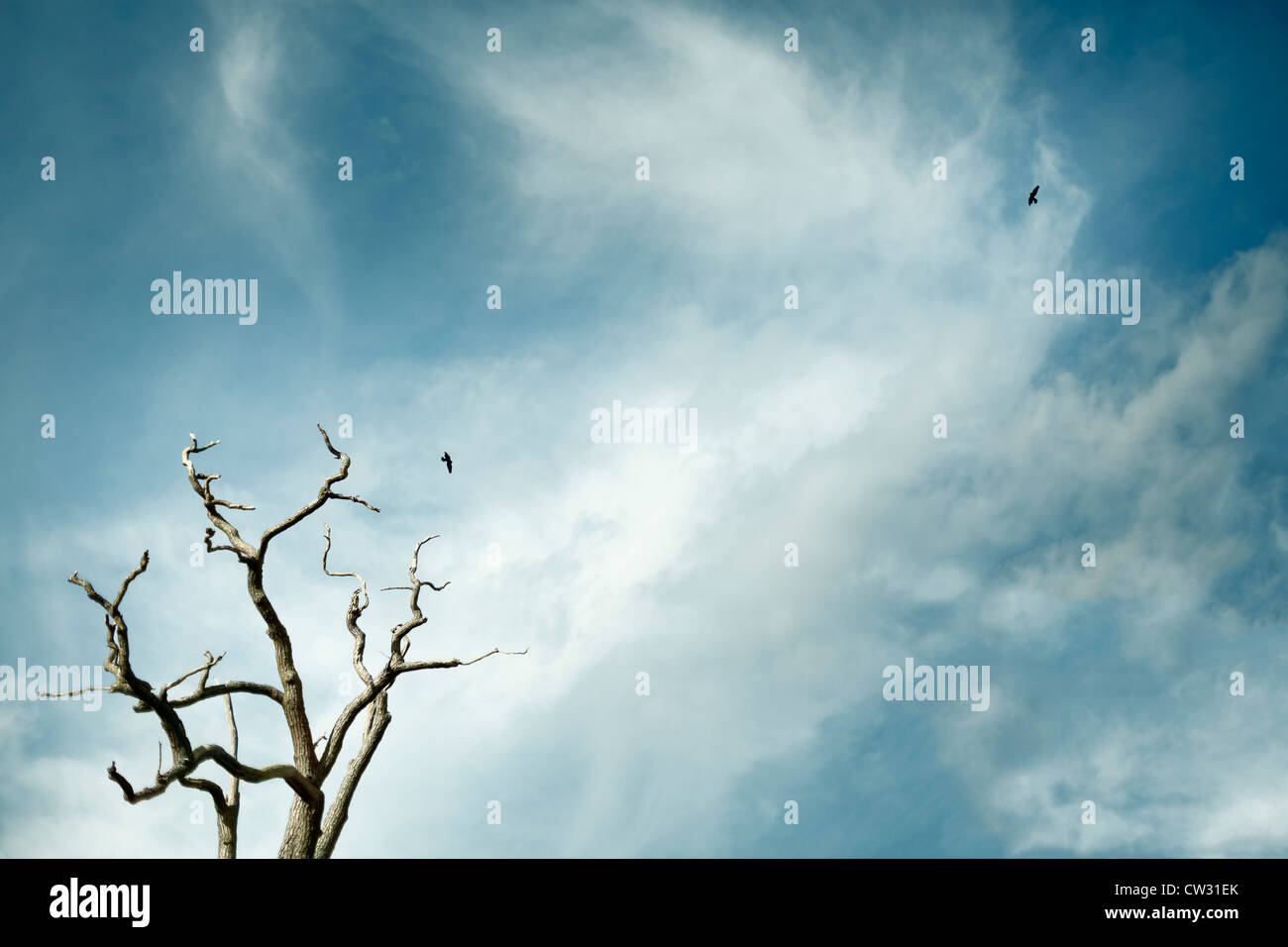 Cercle oiseaux arbre mort Banque D'Images