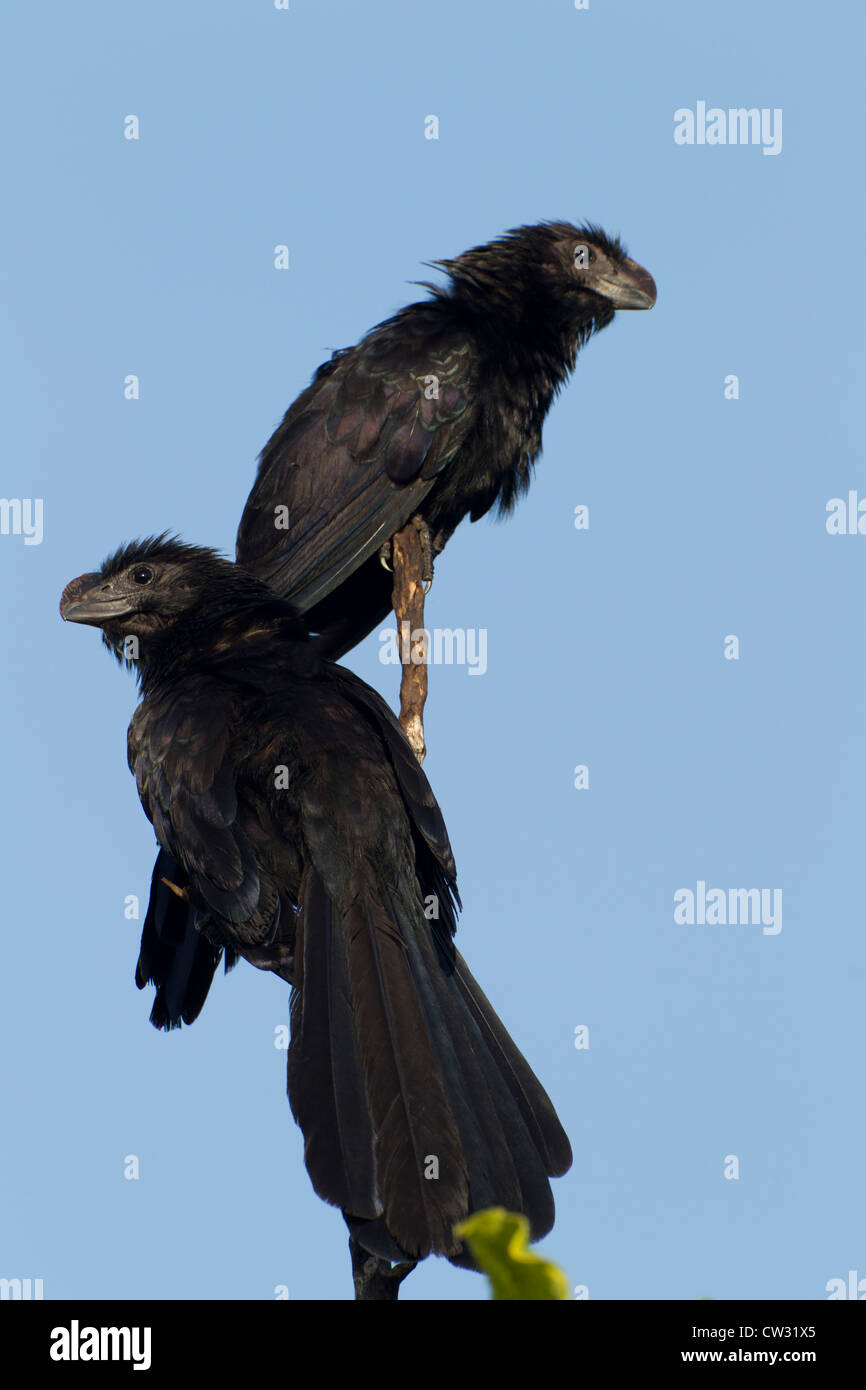 Ani à bec lisse (Crotophaga ani) une paire de soleil dans un arbre au lever du soleil Banque D'Images