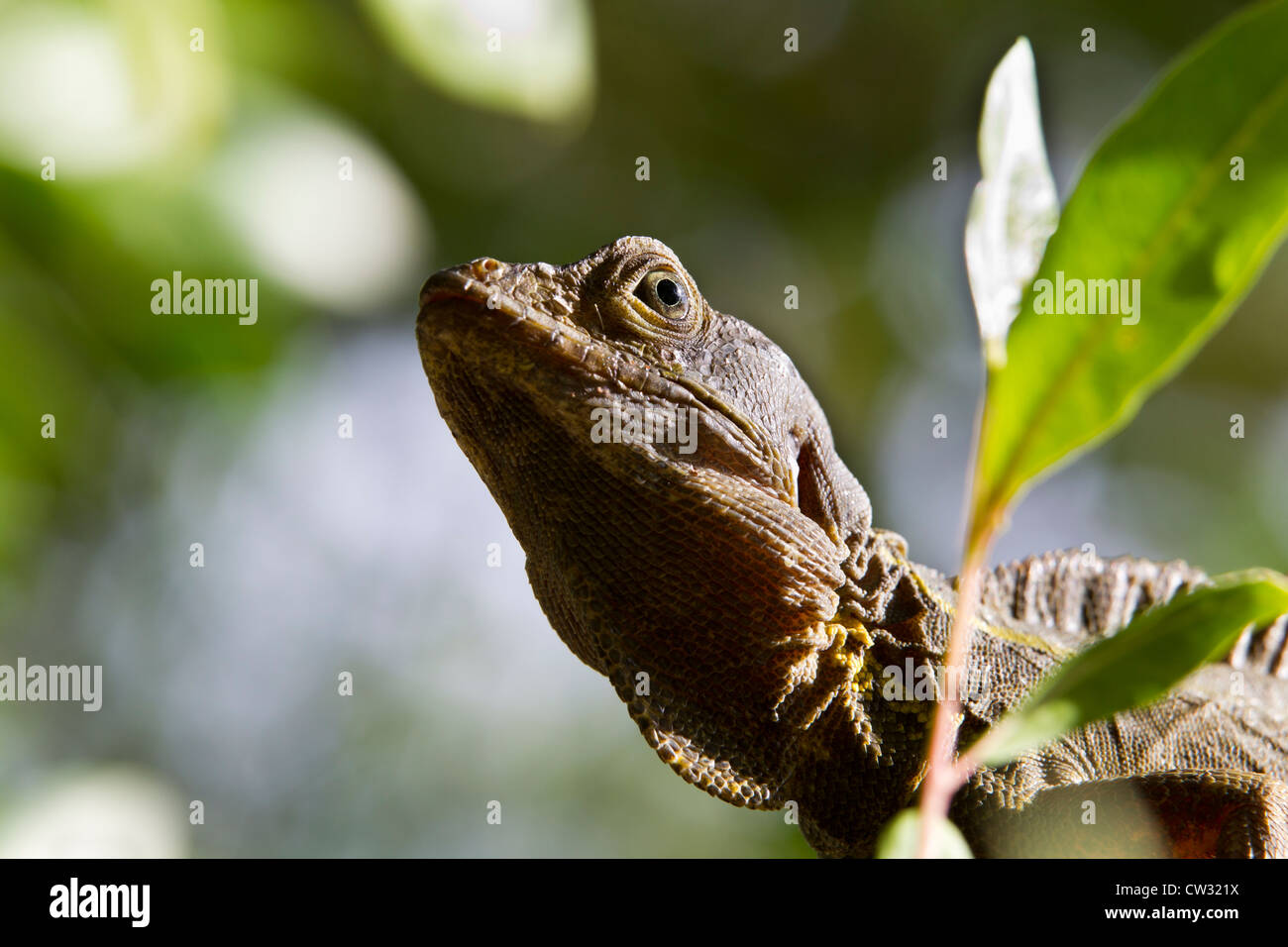 Brown Basilisk Basiliscus vittatus) (aussi connu comme le bar rayé, Basilic Basilic commun, Christ Lizard Banque D'Images