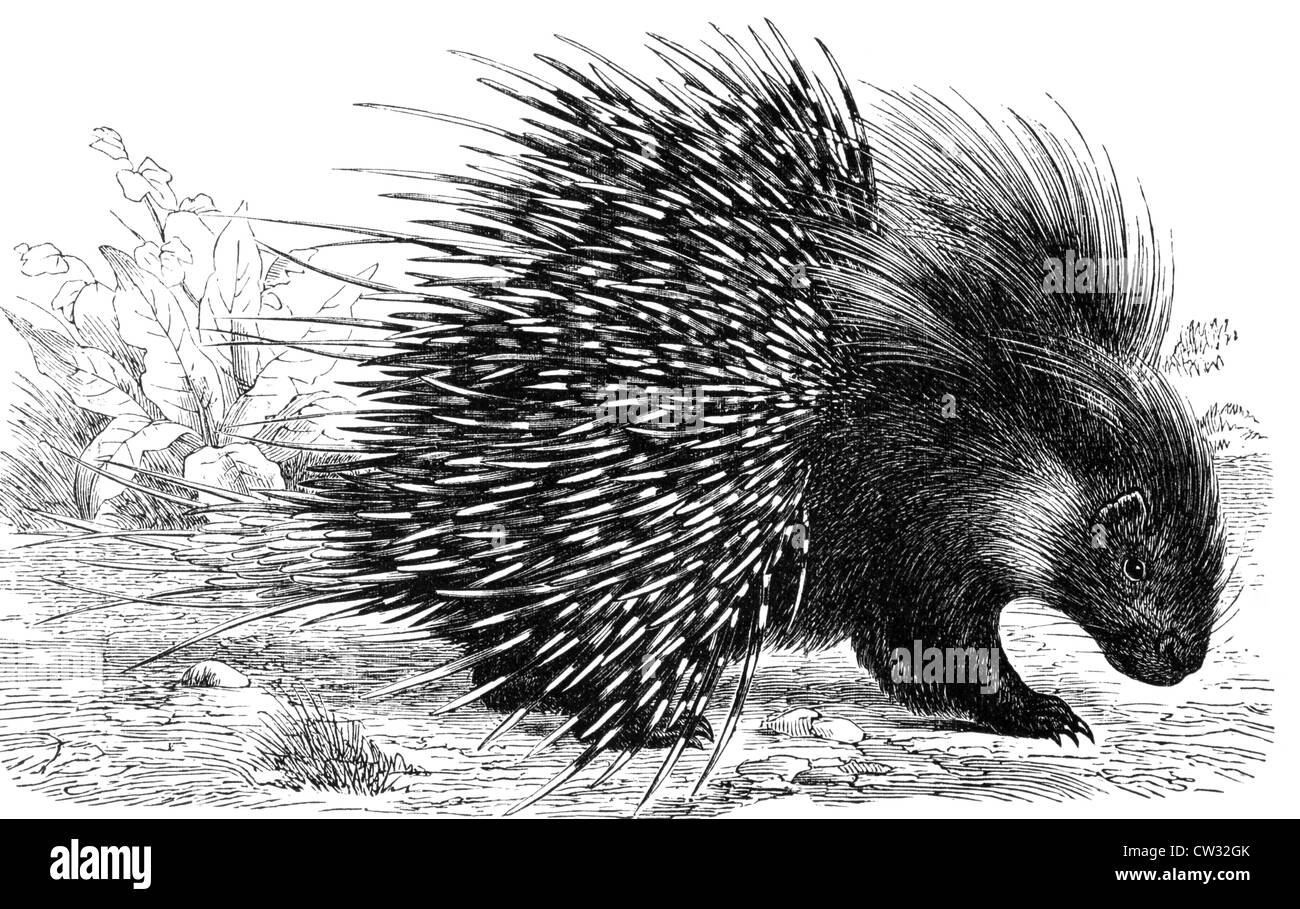 Porc-épic sur gravure de 1890. Gravée par un artiste inconnu et Meyers Konversations-Lexikon, publié en Allemagne,1890 Banque D'Images