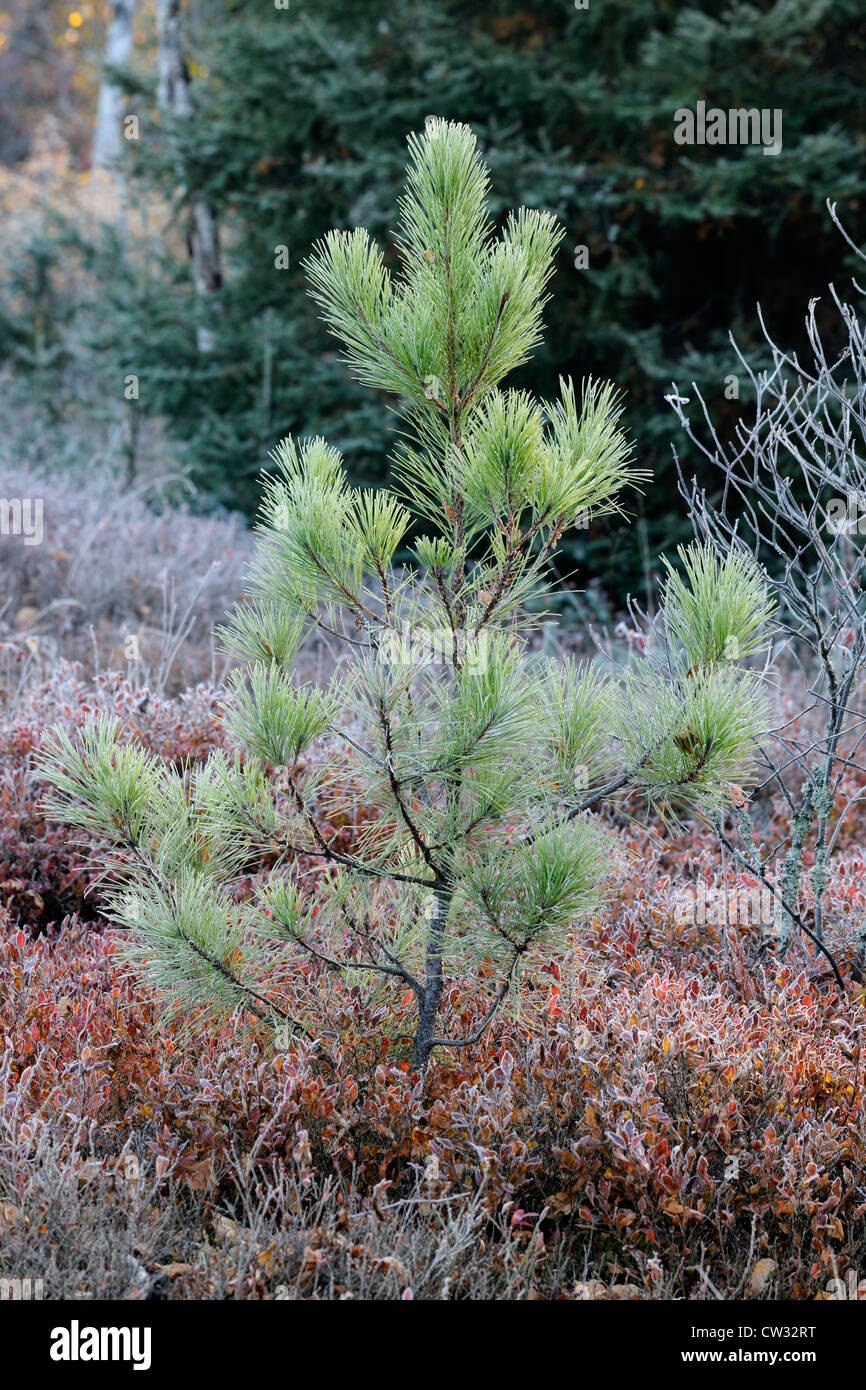 Un pin rouge (Pinus resinosa) et arbustes de bleuets à l'automne, le Grand Sudbury, Ontario, Canada Banque D'Images