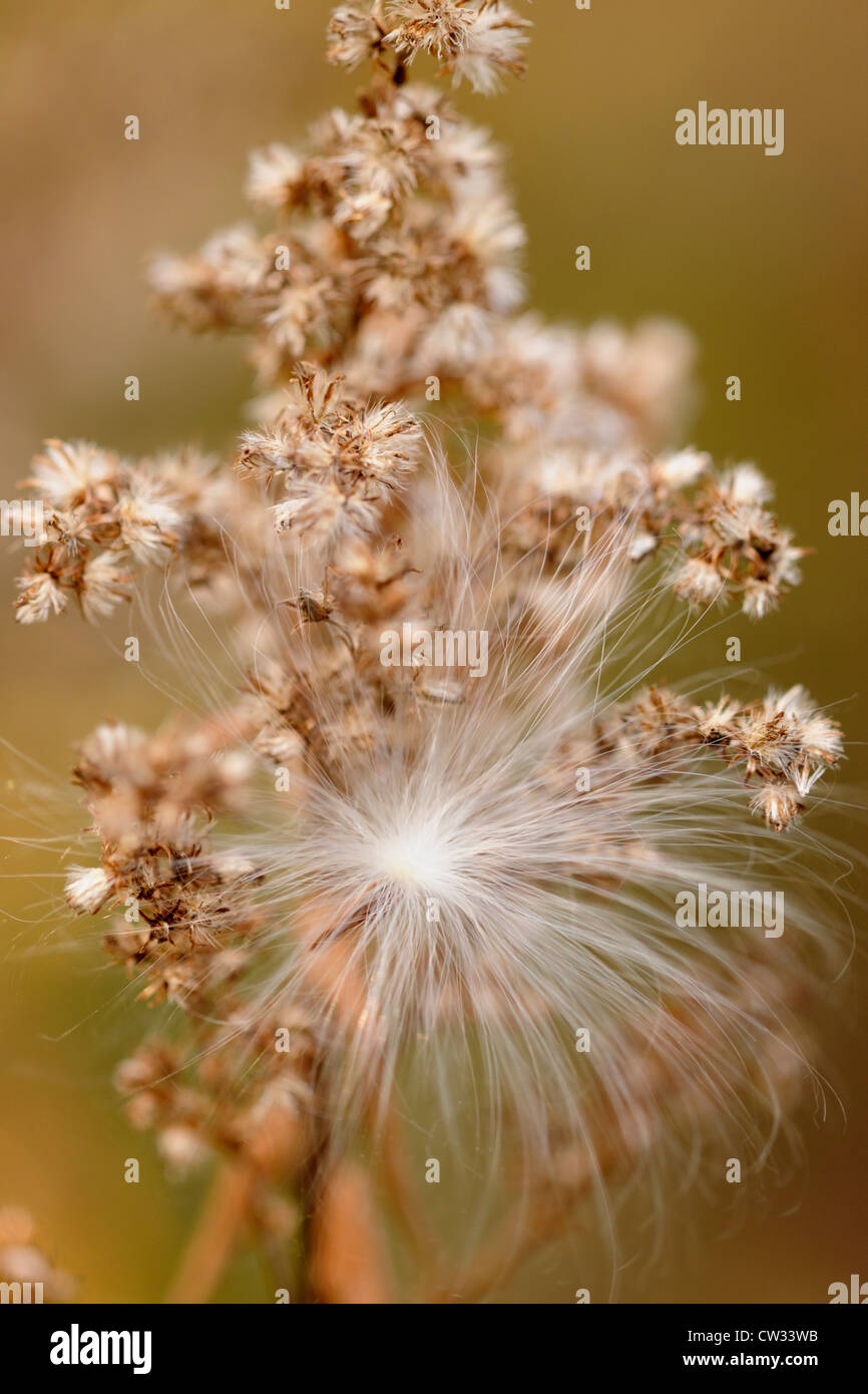 L'asclépiade commune (Asclepias syriaca) graines dispersées par le vent s'accrochant à une verge d'or., Grand Sudbury, Ontario, Canada Banque D'Images