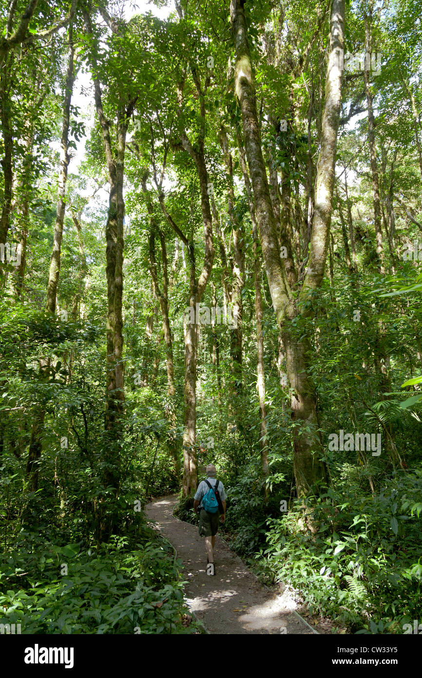 Monteverde, Guanacaste : Randonneur au milieu de croissance écrasante et verdure au Costa Rica est de préserver la forêt brumeuse de Monteverde. Banque D'Images