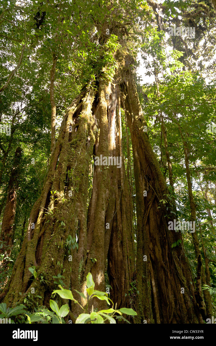 Monteverde, Guanacaste : croissance presque écrasante et de verdure entourent les visiteurs à la préservation de la Forêt Nuageuse de Monteverde. Banque D'Images