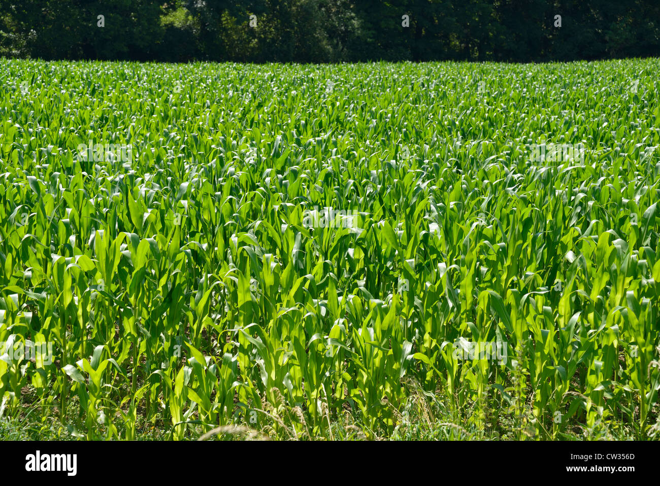 Domaine de maïs immatures près de Athelhampton, Dorset, Angleterre, Royaume-Uni Banque D'Images