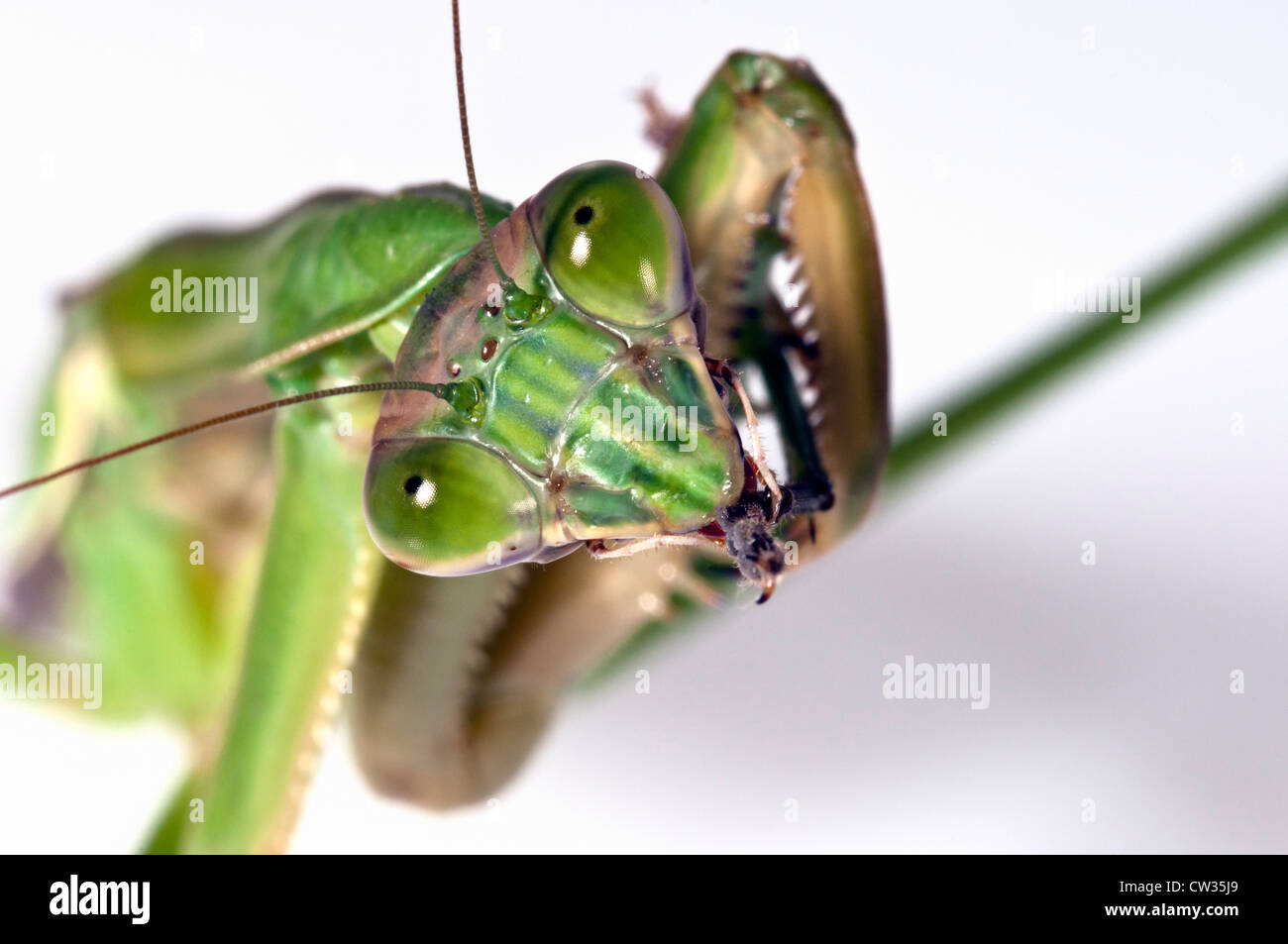 'Mantis religiosa' insecte Mante religieuse macro close-up portrait Banque D'Images