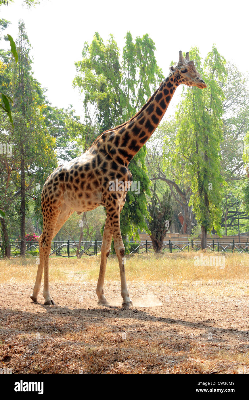 Girafe, Giraffa camelopardalis Banque D'Images
