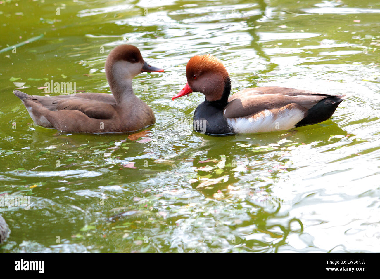 Nette rousse (Netta rufina), canard de plongée Banque D'Images
