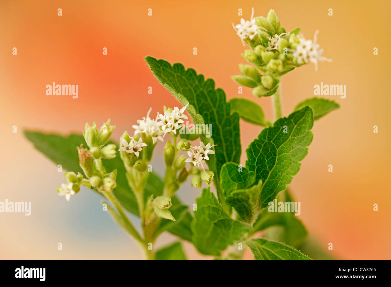 L'herbe douce. Le Stevia rebaudiana Banque D'Images