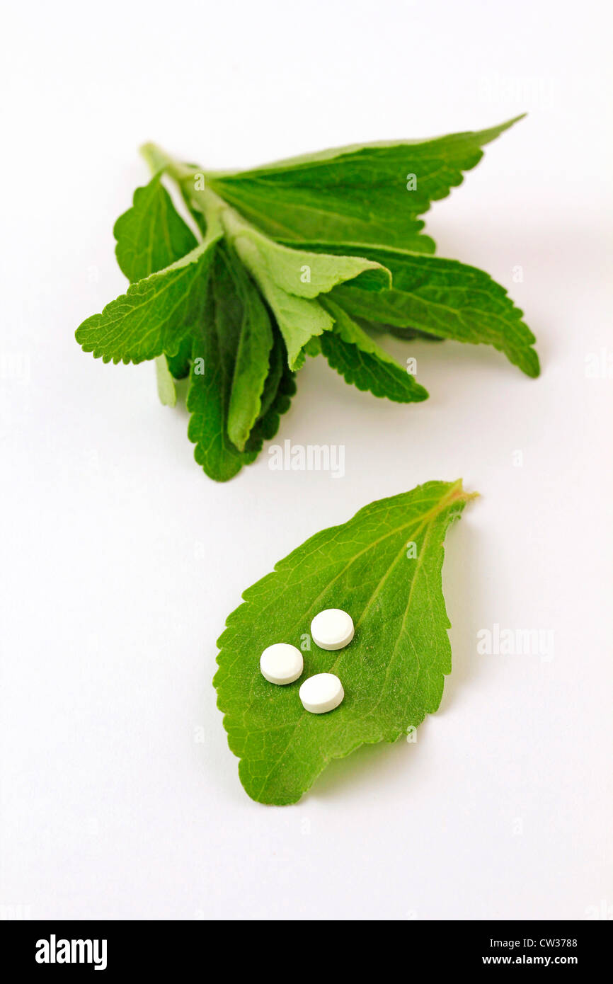 L'herbe douce. Le Stevia rebaudiana Banque D'Images