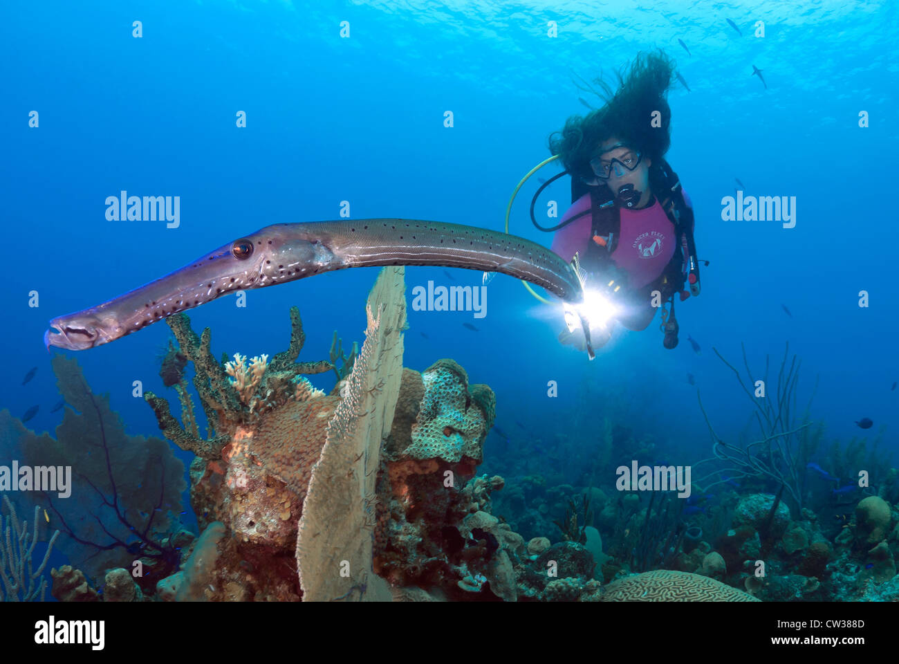 Plongeur femelle pleins feux sur un Poissons-Trompette, Aulostomus maculatus, Turneffe Reef, la mer des Caraïbes, Océan Atlantique, Belize Banque D'Images