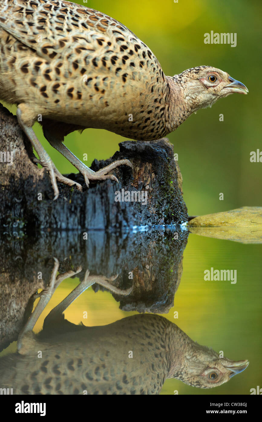 Le faisan commun (Phasianus colchicus femelle)Faim Banque D'Images