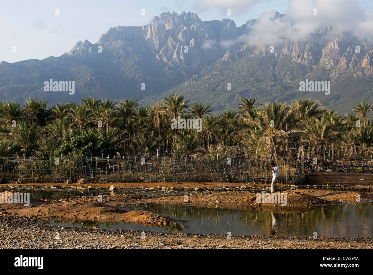 Une oasis près de Hadibo, île de Socotra, au Yémen, en Asie occidentale, Péninsule Arabique. Banque D'Images
