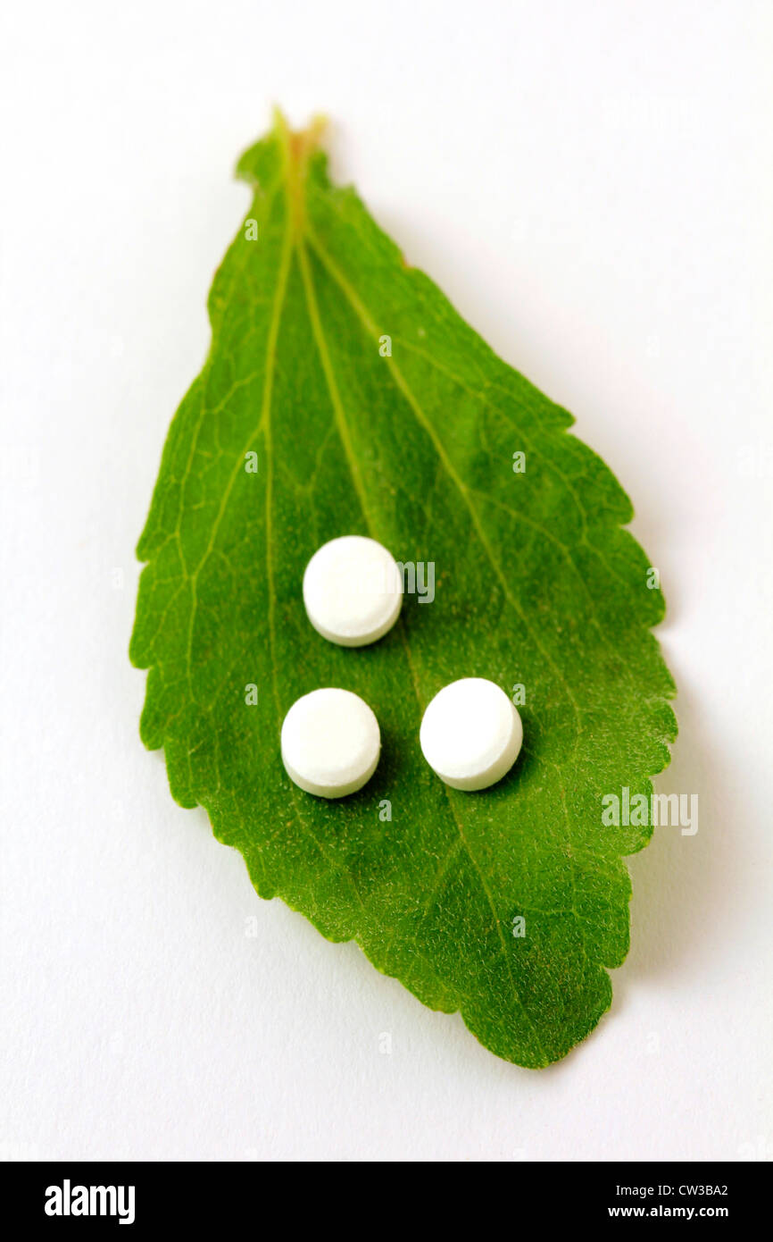 L'herbe douce. Le Stevia rebaudiana Banque D'Images