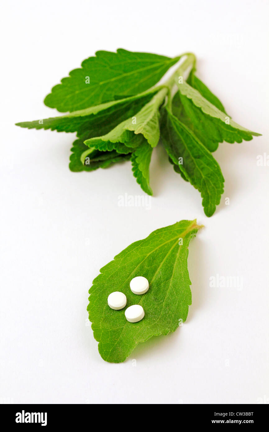 L'herbe douce. Le Stevia rebaudiana Banque D'Images