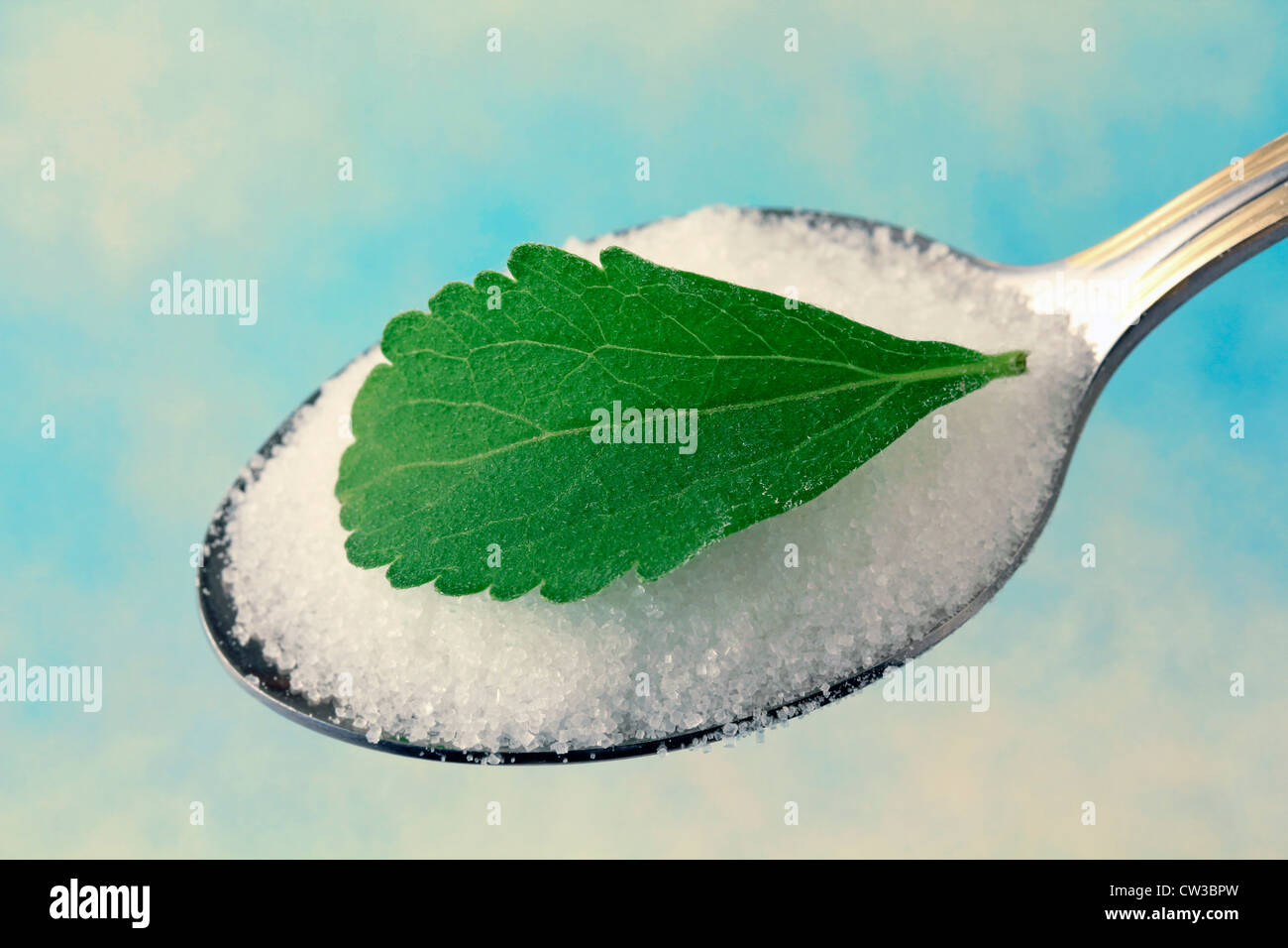 L'herbe douce. Le Stevia rebaudiana Banque D'Images