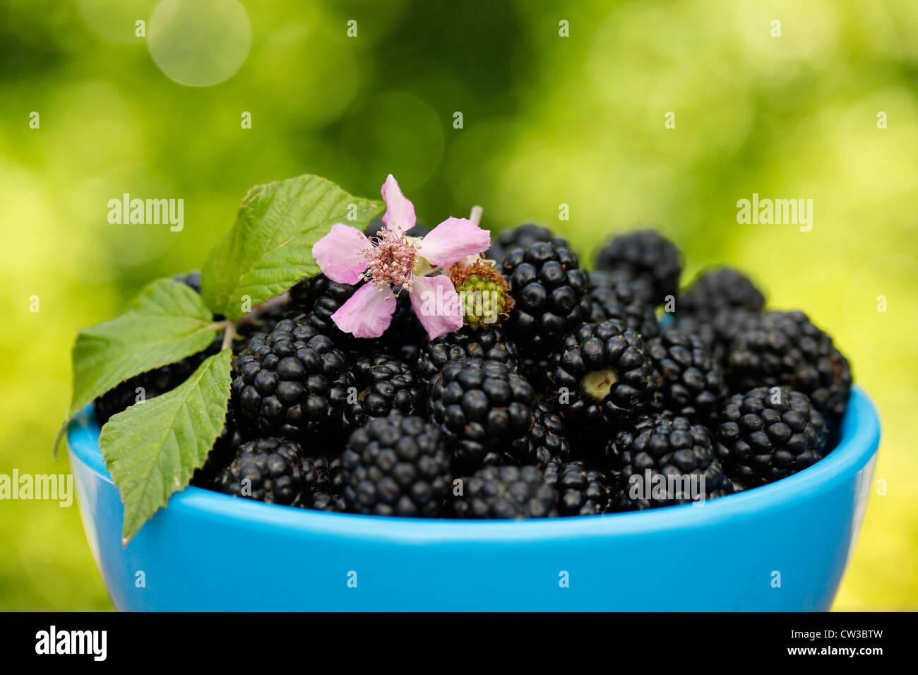 Les mûres. Rubus fruticosus. Banque D'Images
