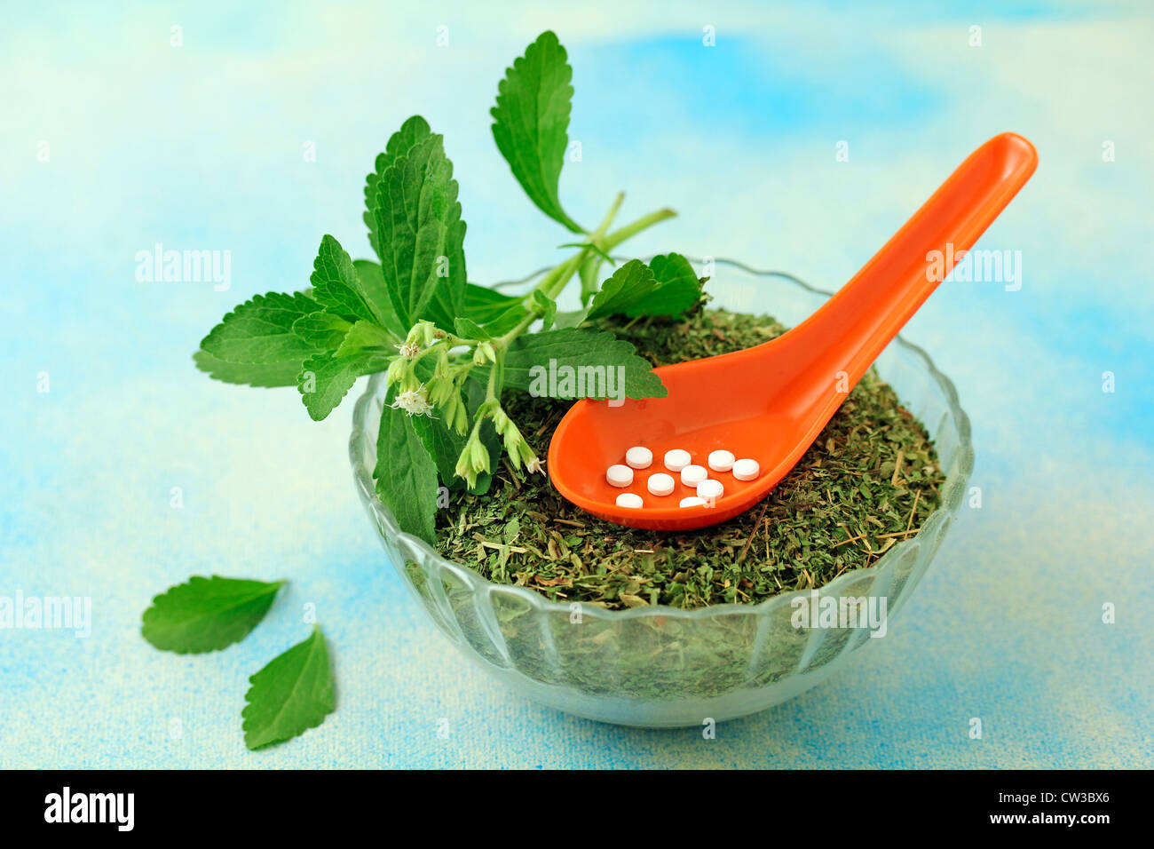 L'herbe douce. Le Stevia rebaudiana Banque D'Images