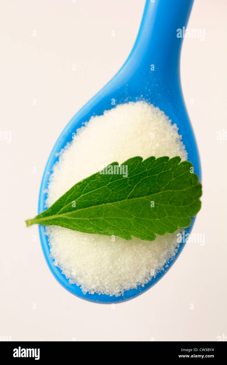 L'herbe douce. Le Stevia rebaudiana Banque D'Images