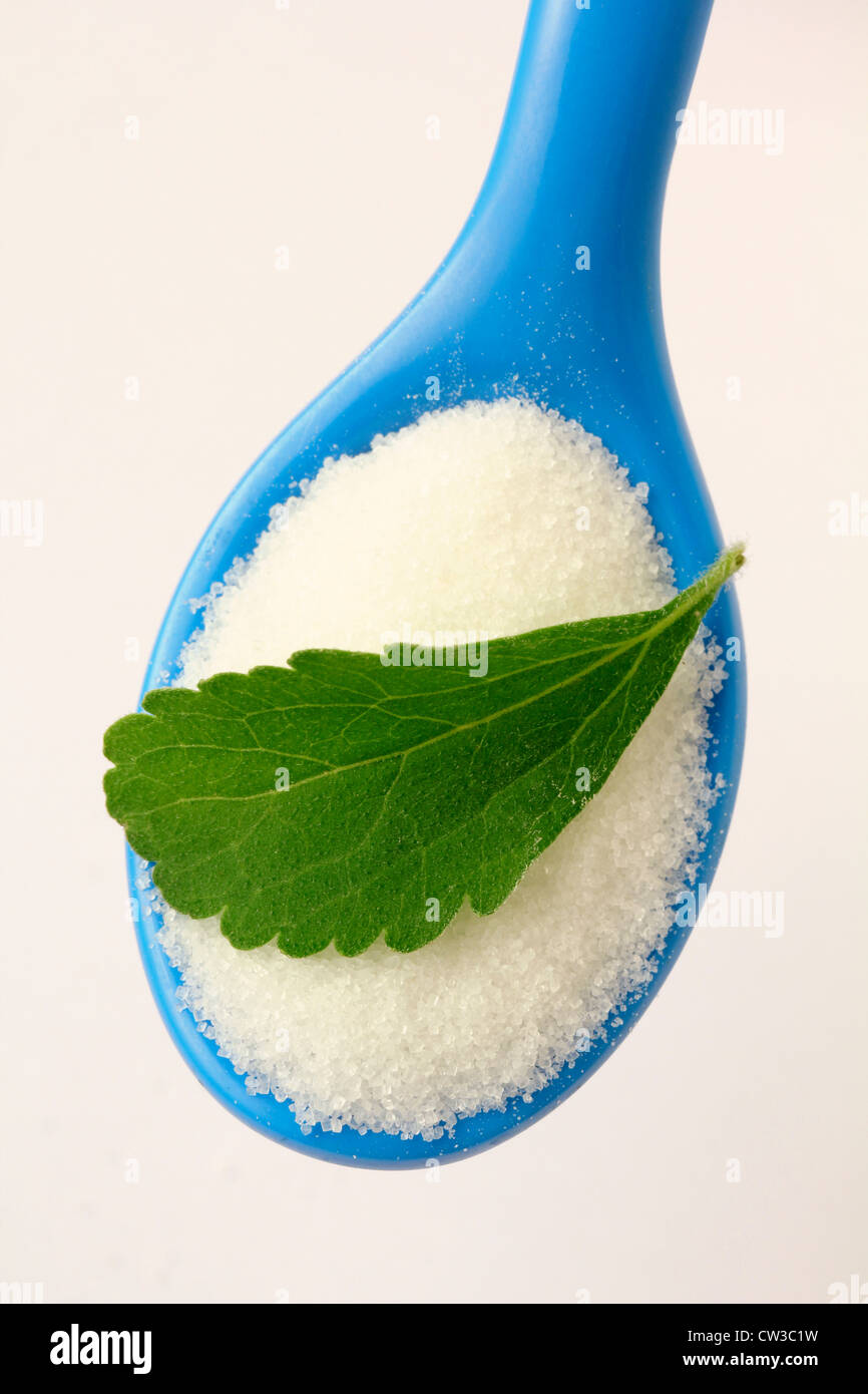 L'herbe douce. Le Stevia rebaudiana Banque D'Images