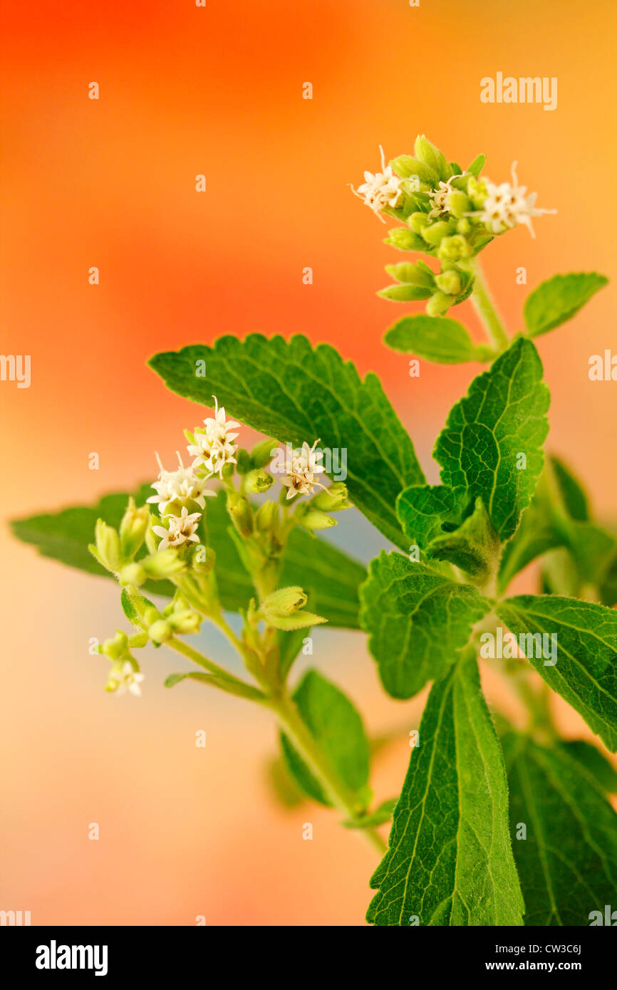 L'herbe douce. Le Stevia rebaudiana Banque D'Images