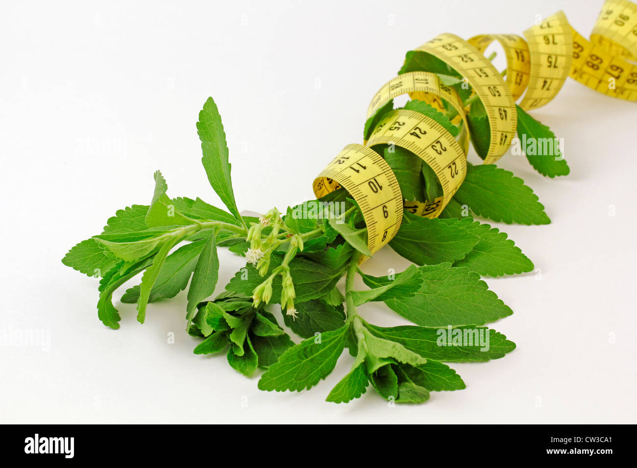 L'herbe douce. Le Stevia rebaudiana Banque D'Images