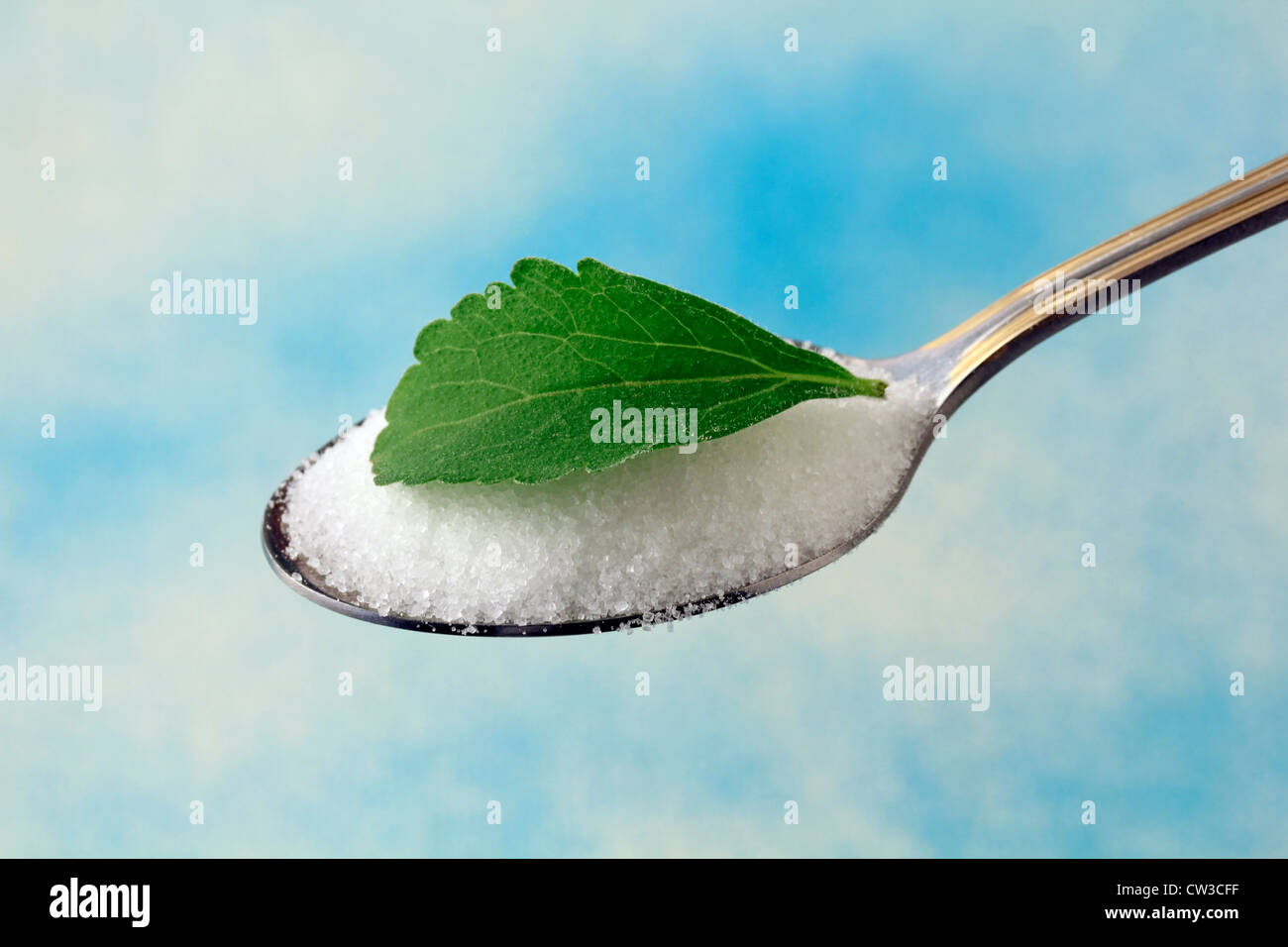 L'herbe douce. Le Stevia rebaudiana Banque D'Images