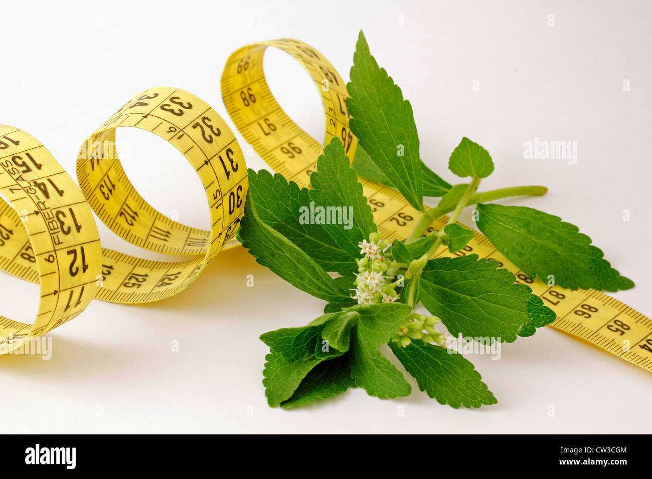 L'herbe douce. Le Stevia rebaudiana Banque D'Images