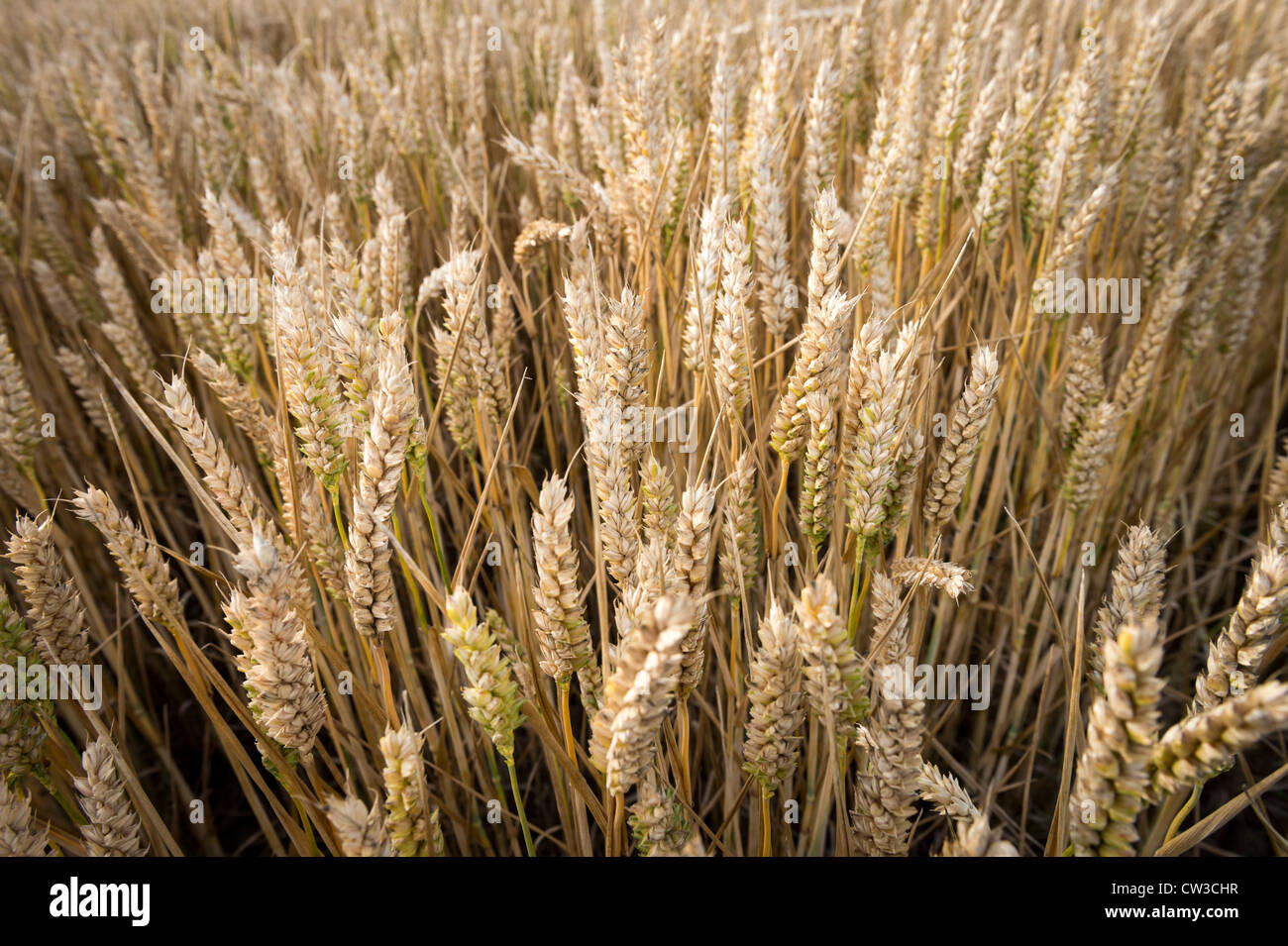 La récolte de blé de maturation Banque D'Images