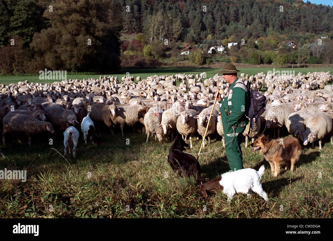 Themar, un berger avec son troupeau Banque D'Images
