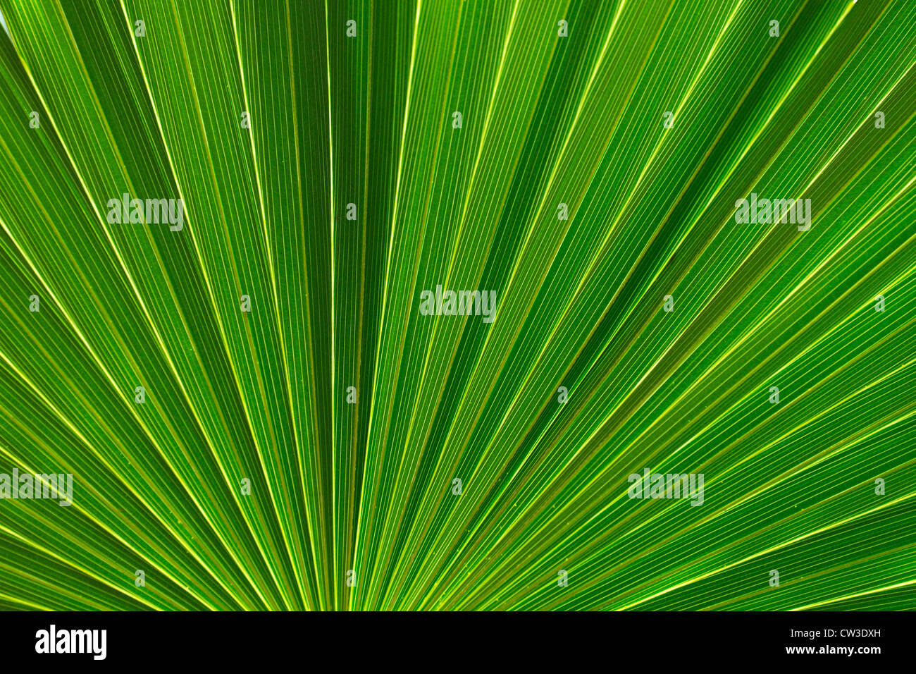 Close-up de palmetto de scie leaf Banque D'Images