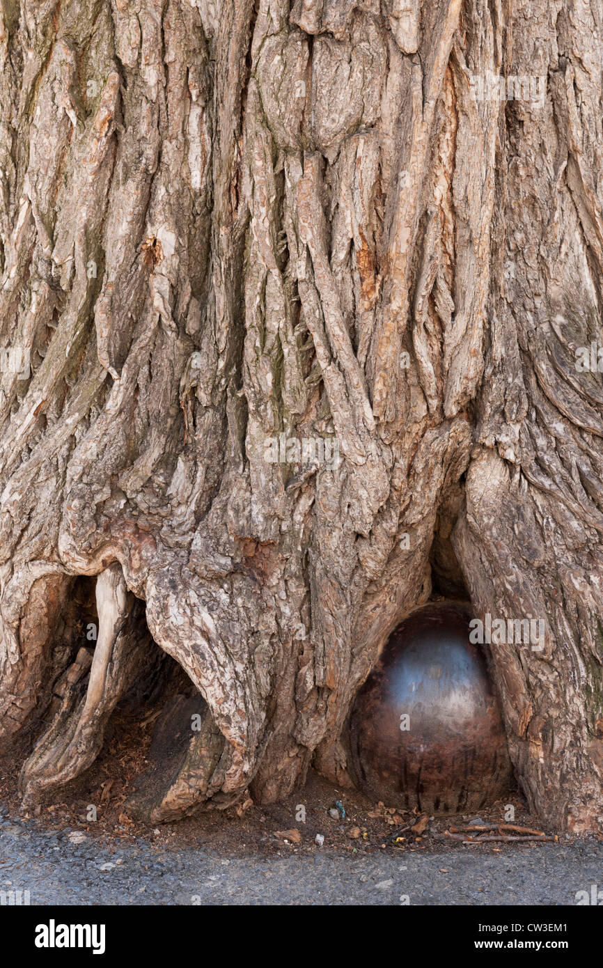 Cannon Ball dans l'arbre, la ville de Québec Banque D'Images
