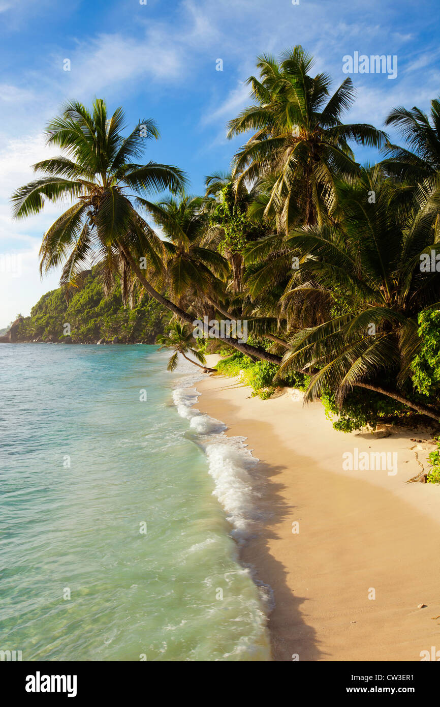 Se penchant de palmiers sur la plage, de la Cousine Island.Seychelles Banque D'Images