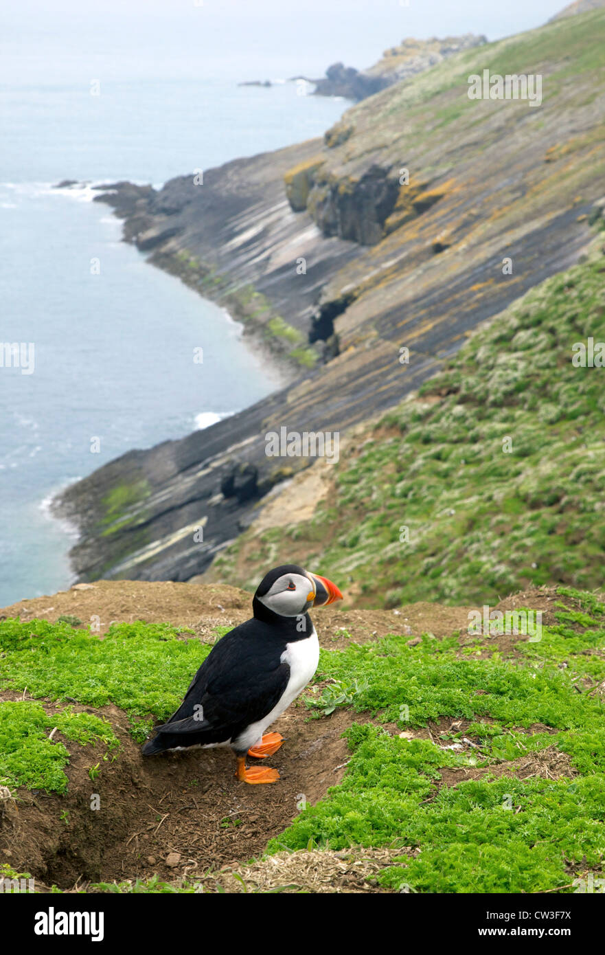 Macareux moine, Fratercula arctica, debout en imbriquant burrow sur l'île de Skomer, Parc National de Pembrokeshire, Pays de Galles Banque D'Images
