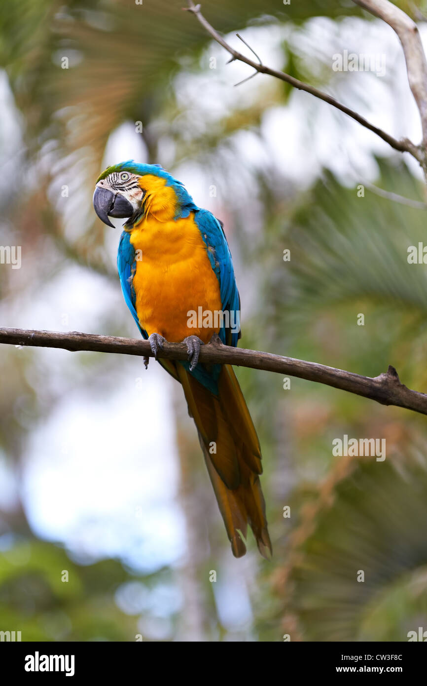 Bleu et or macaw (ara ararauna) dans la nature l'entourant, Bali, Indonésie Banque D'Images