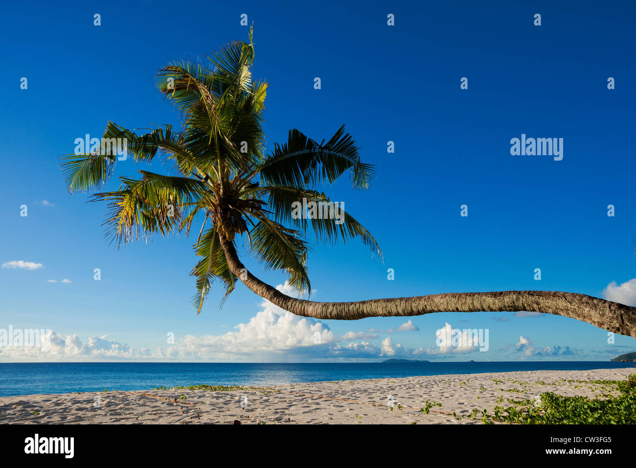 Se penchant de palmiers sur la plage, de la Cousine Island.Seychelles Banque D'Images