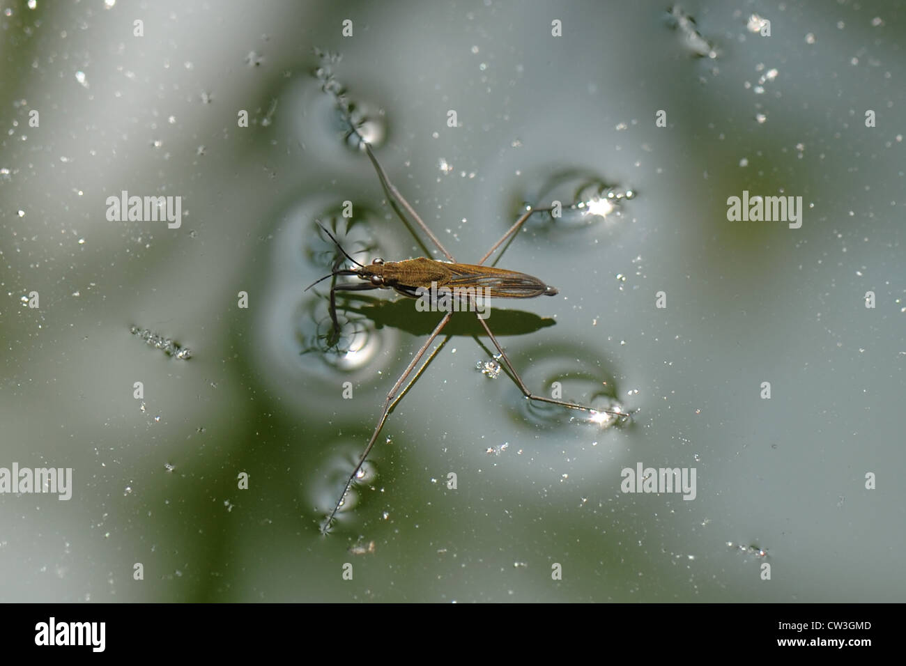 Étang (patineur Gerris lacustris) sur la surface de l'eau Banque D'Images