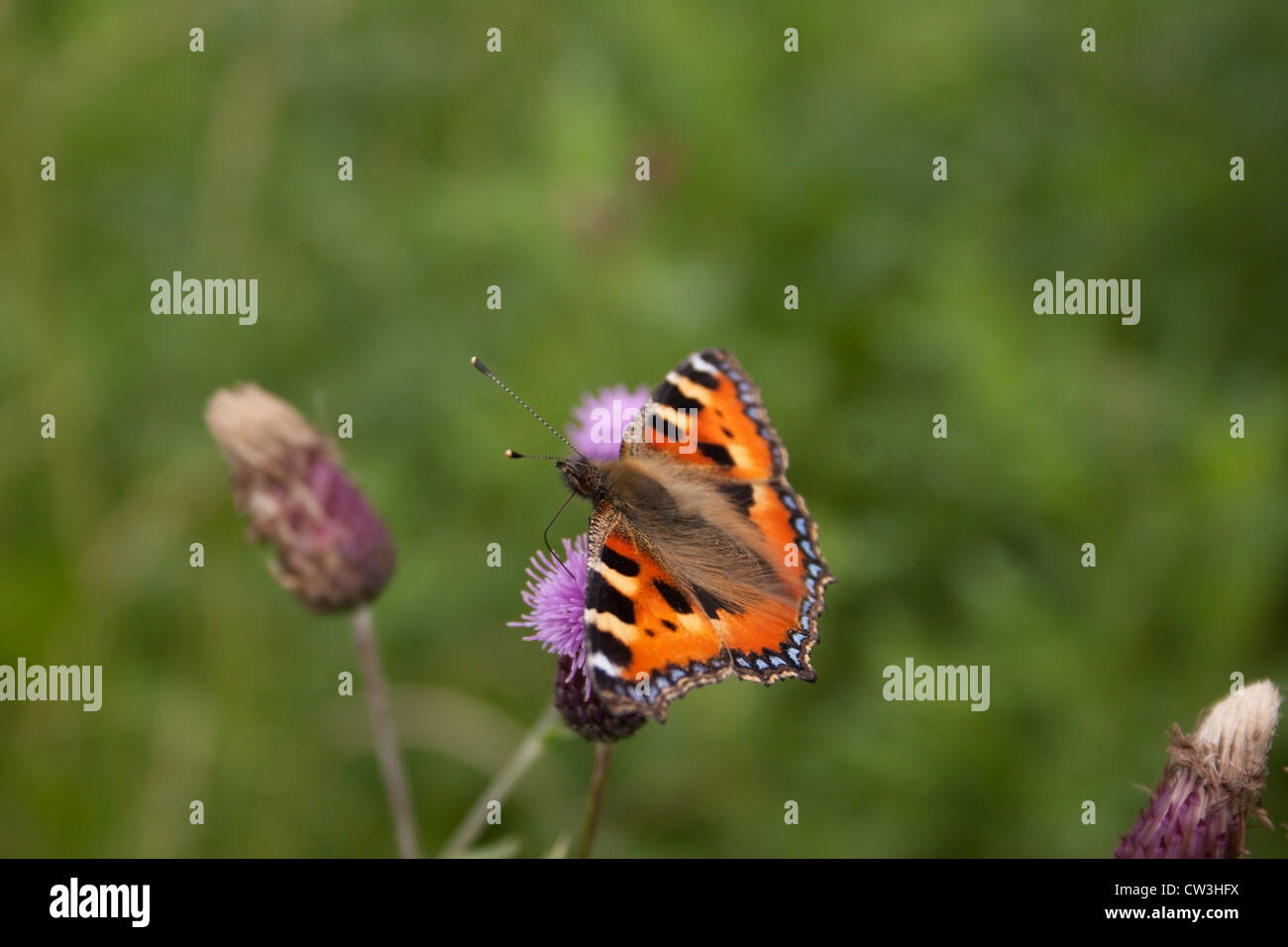 Une petite écaille de papillon photographié au Royaume-Uni. Banque D'Images