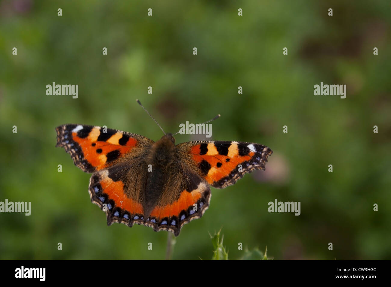 Une petite écaille de papillon photographié au Royaume-Uni. Banque D'Images