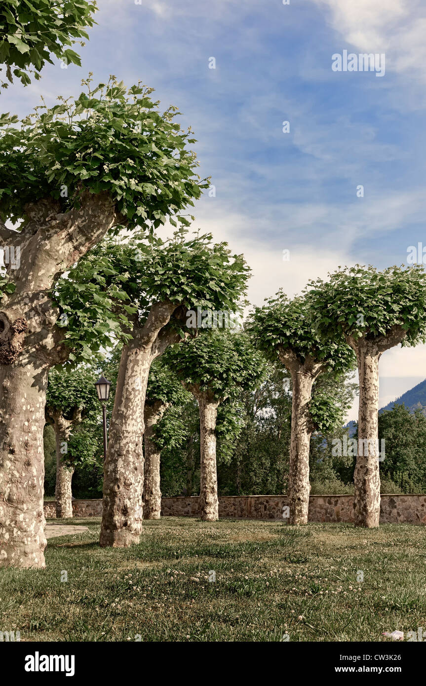 Jardin de Platanus hispanica en église-Colindres, Cantabria, Espagne, Europe, Banque D'Images