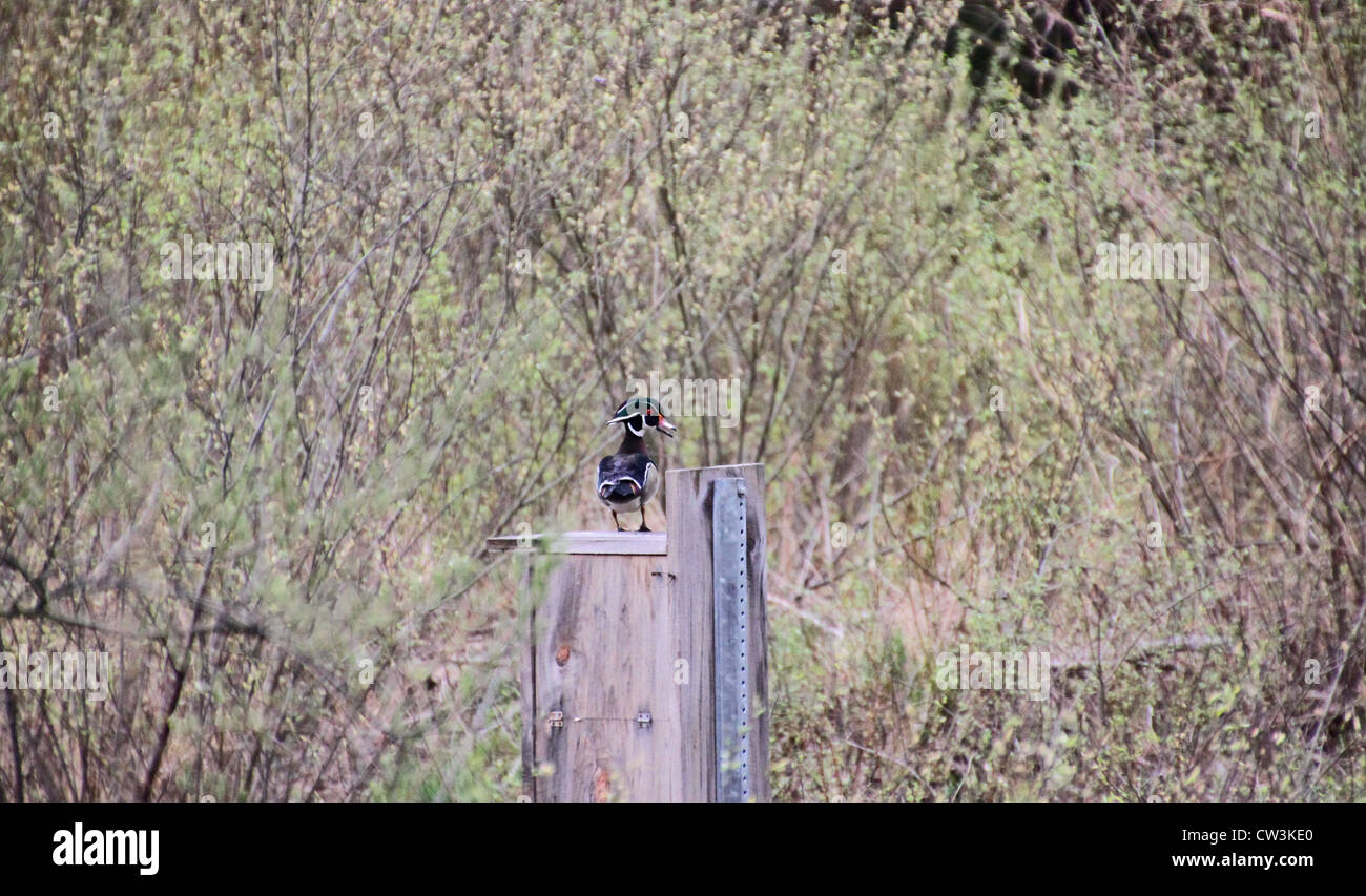 Un canard branchu drake se trouve sur un canard en bois fort. Banque D'Images